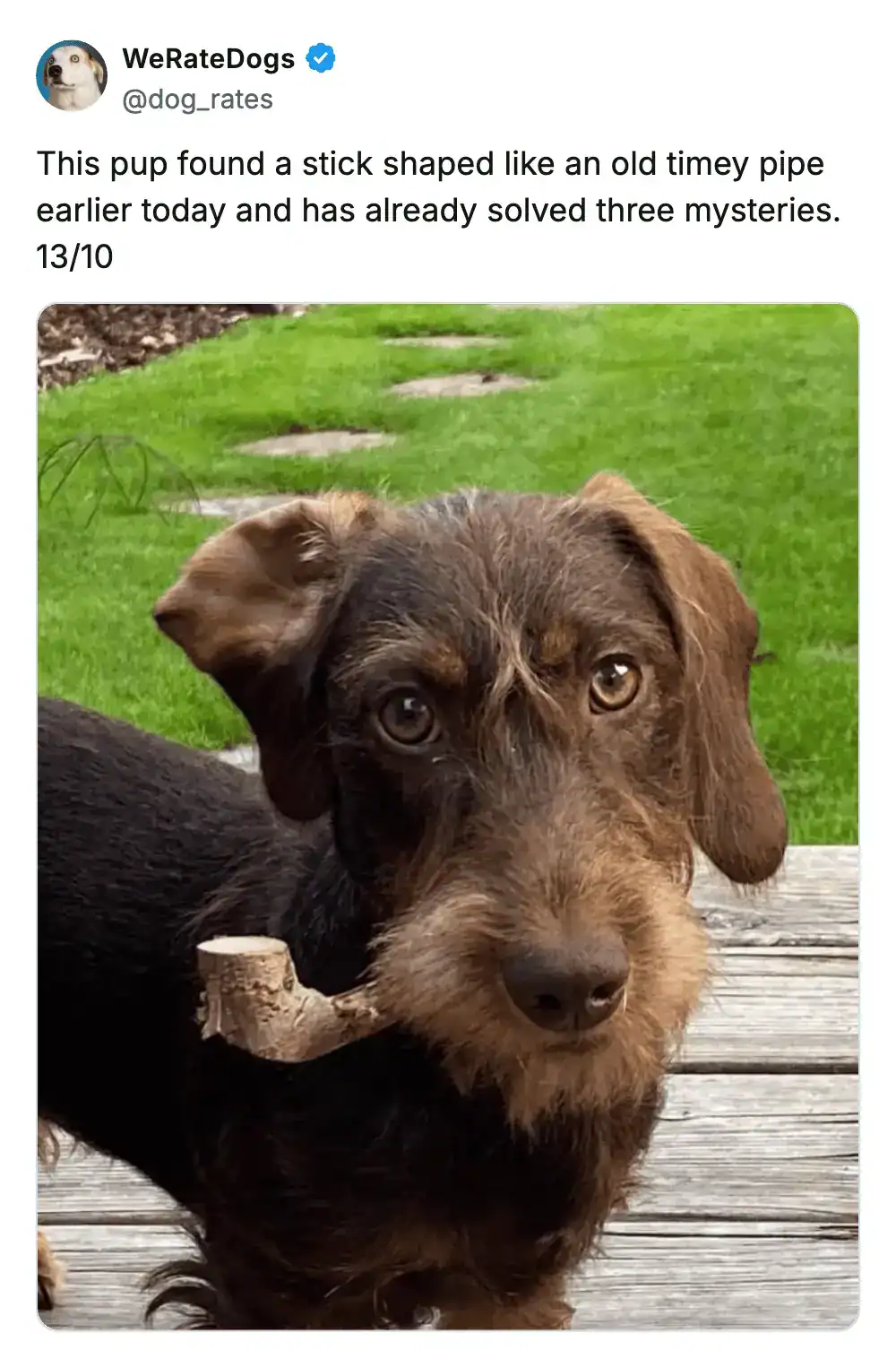 A viral funny tweet about pets from the WeRateDogs account showing a distinguished-looking wire-haired dachshund holding a branch shaped exactly like a pipe. The caption jokes the pup has already solved three mysteries.