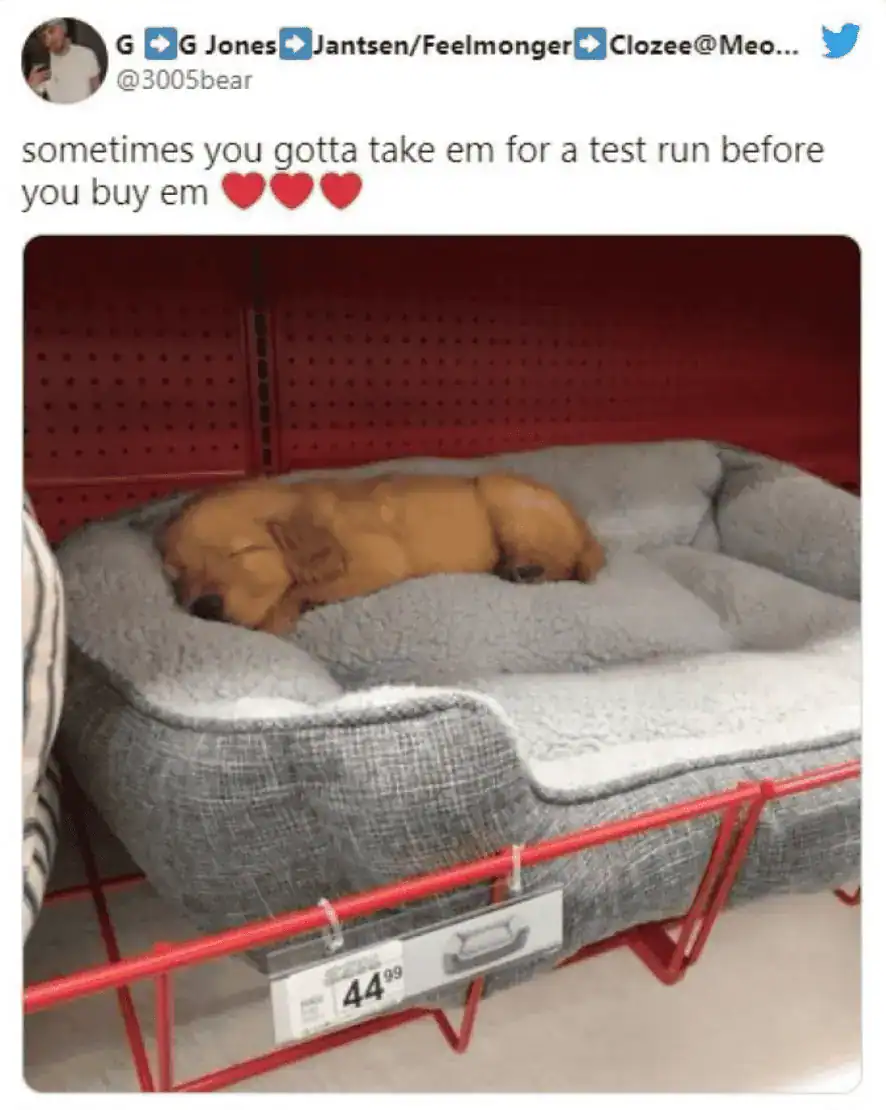 An adorable pet meme from G G Jones showing a golden retriever puppy taking a "test run" by falling fast asleep in a grey dog bed right on a retail store shelf.