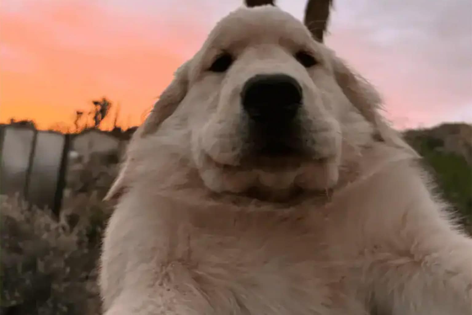 A dump of funnt tweets about pets that includes a wire-haired dachshund solving mysteries with a pipe-shaped stick, a golden retriever puppy taking a "test run" nap in a pet store bed, and a black dog claiming to be a "seal" to bypass the "no dogs on the sofa" rule.