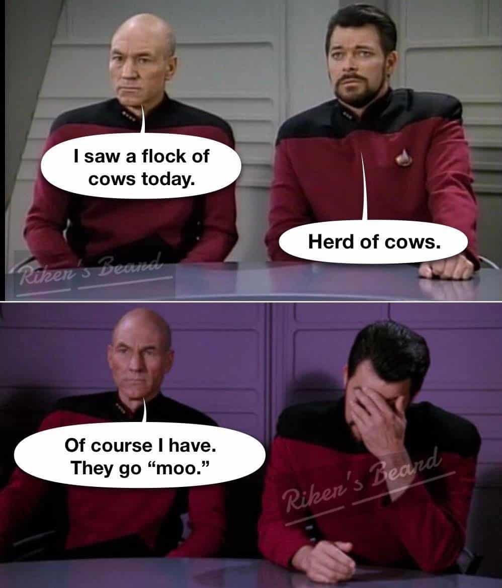 Star Trek Picard Riker four panel meme about herd of cows heard of cows grammar double meaning pun
