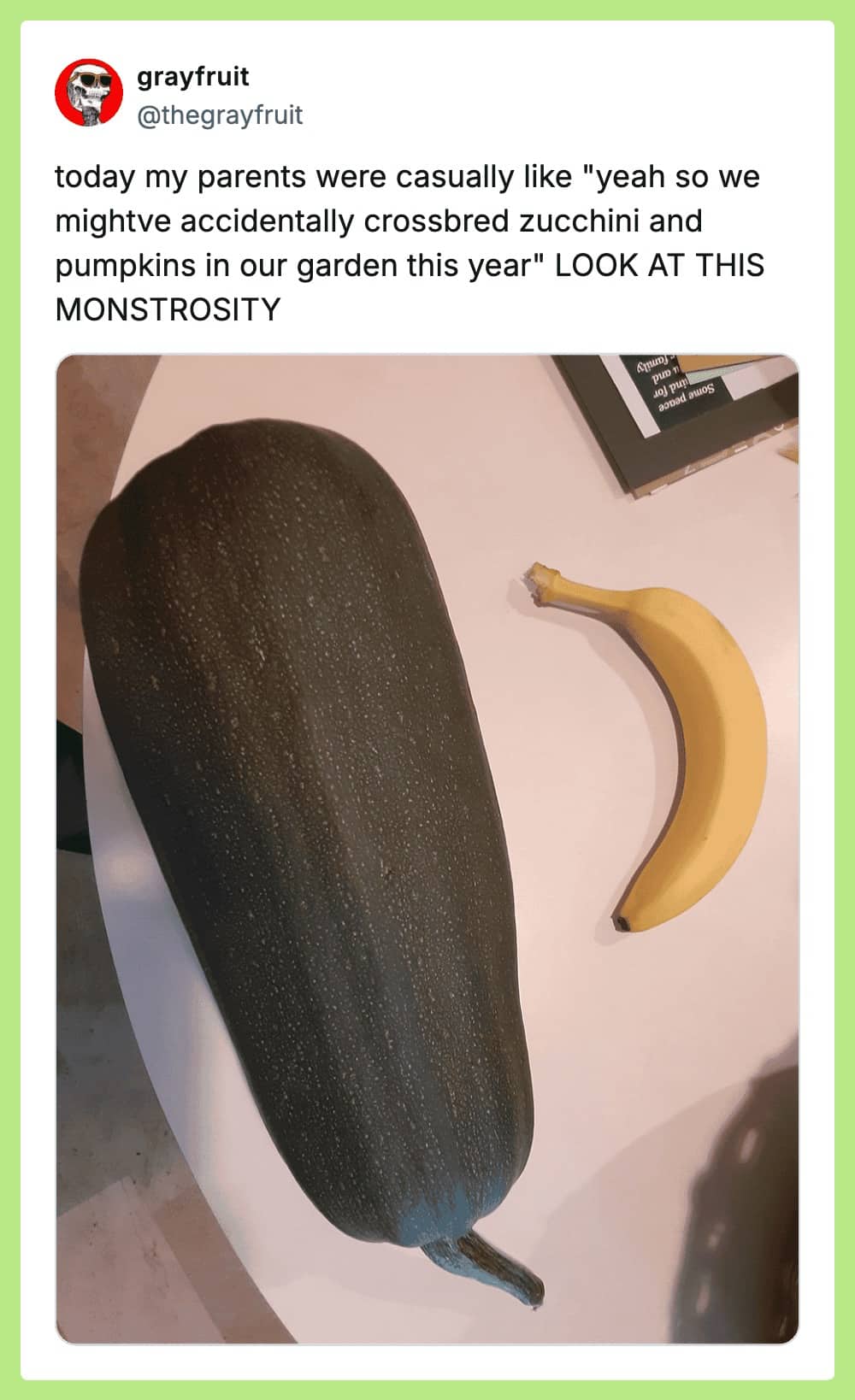 A photo of a giant crossbred zucchini and pumpkin hybrid next to a banana for scale.