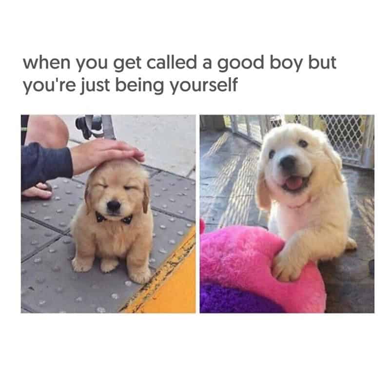 Two panels showing a small golden retriever puppy being petted and then smiling.