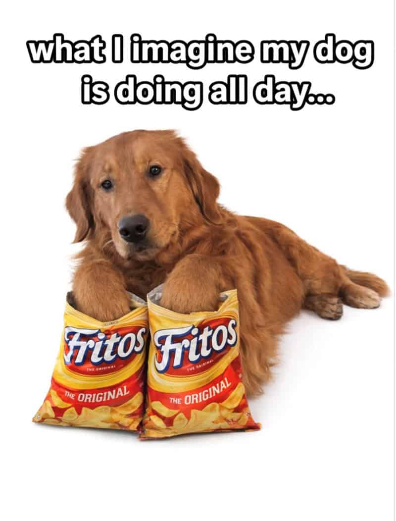 A golden retriever lying down with its paws inside two large bags of Fritos.