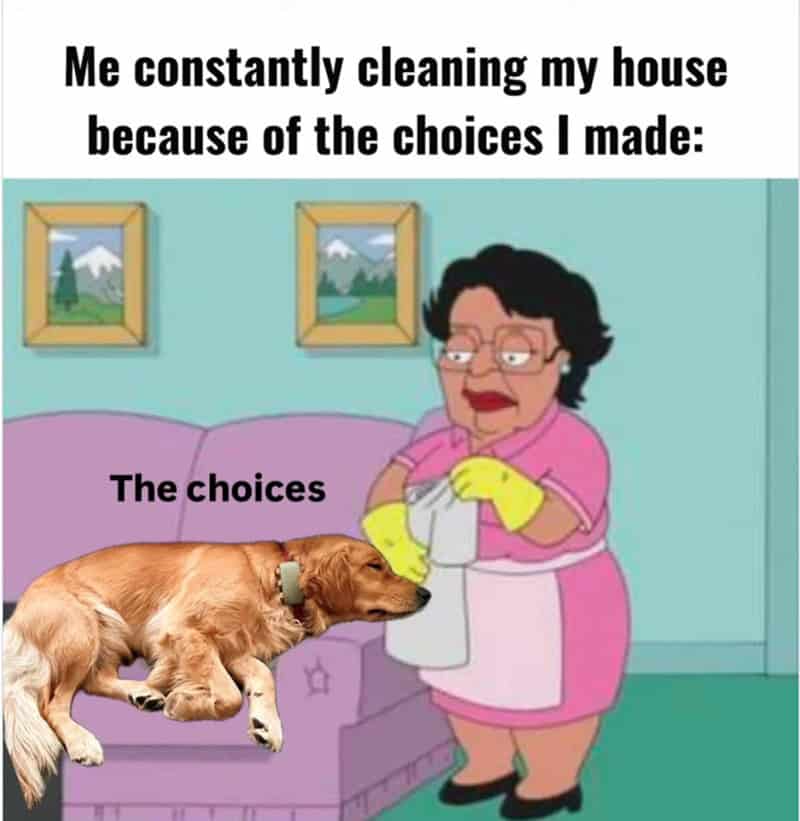 Family Guy’s Consuela cleaning while a golden retriever sleeps on a purple sofa.