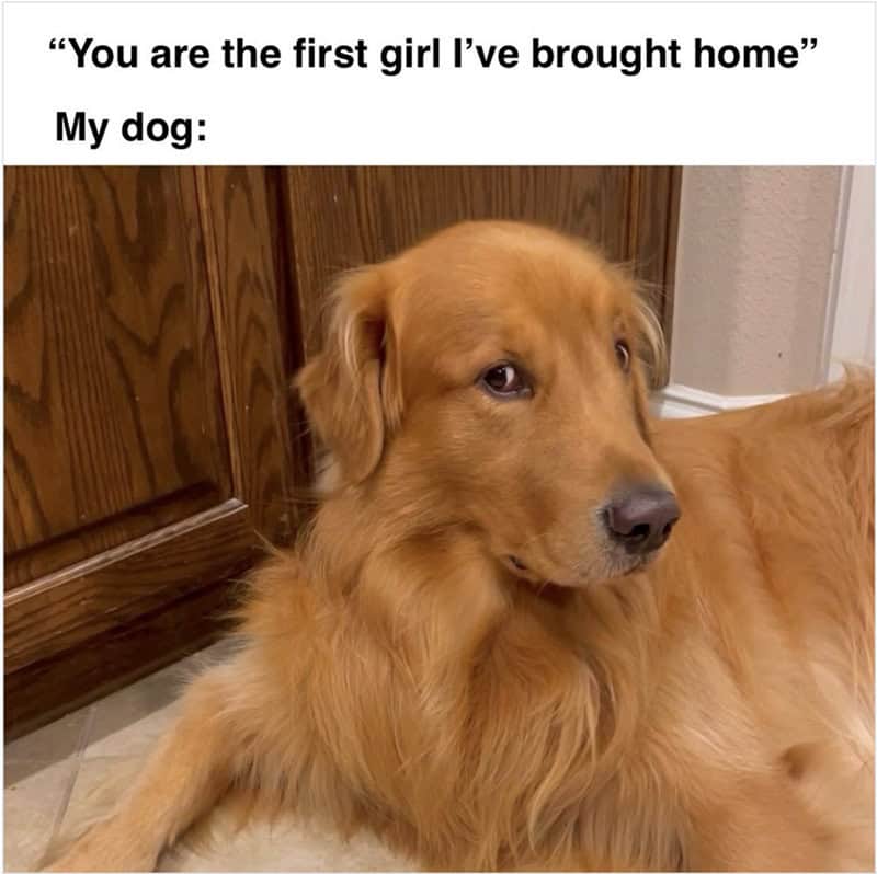 A golden retriever giving a side-eye look with a caption about dating.