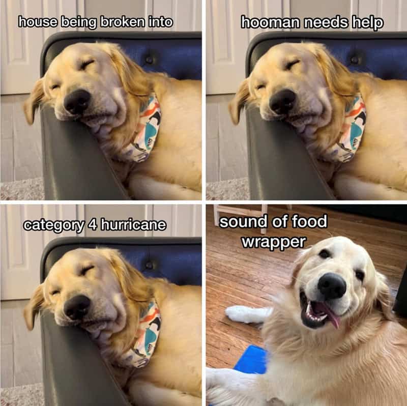 Four-panel meme showing a dog sleeping through disasters but waking for food.
