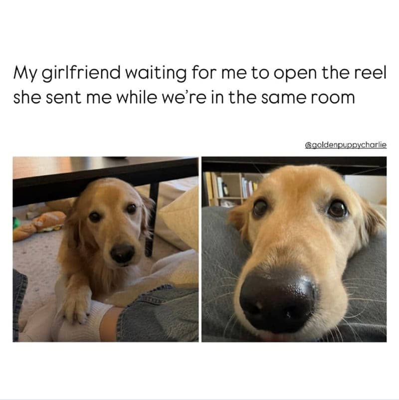 A golden retriever resting its chin on someone's leg, looking up expectantly.