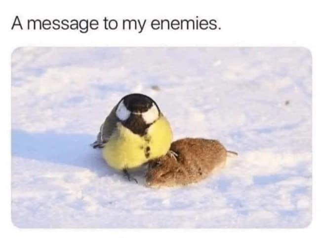A dark humor grumpy meme featuring a small bird standing over a dead mouse in the snow. The caption reads, "A message to my enemies," turning a stark nature photo into a threatening statement of petty intent.