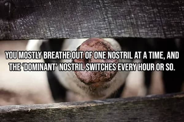 Pig snout up close illustrating dominant nostril switches every hour during breathing cycle