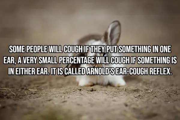 Bunny ears peeking from dirt showing Arnold's Ear-Cough Reflex triggered by touching inside of ear