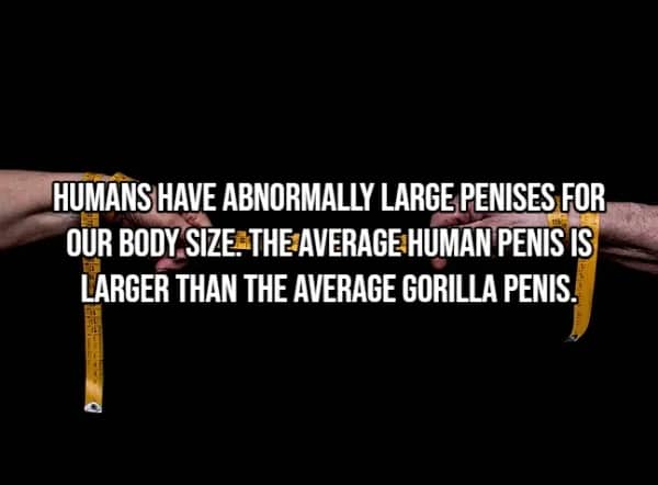 Tape measure pulled between two hands showing humans have larger penises than gorillas by body ratio