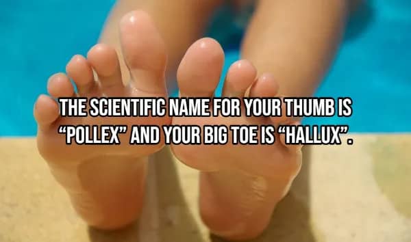 Bare feet near pool showing scientific names pollex for thumb and hallux for big toe