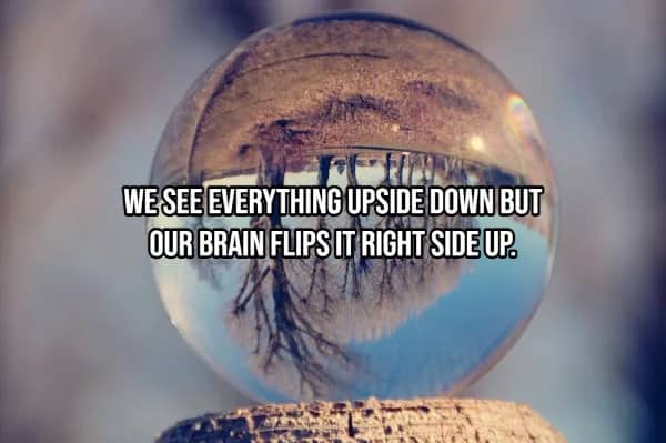 Crystal ball reflecting upside-down trees showing brain flips inverted visual input right-side up