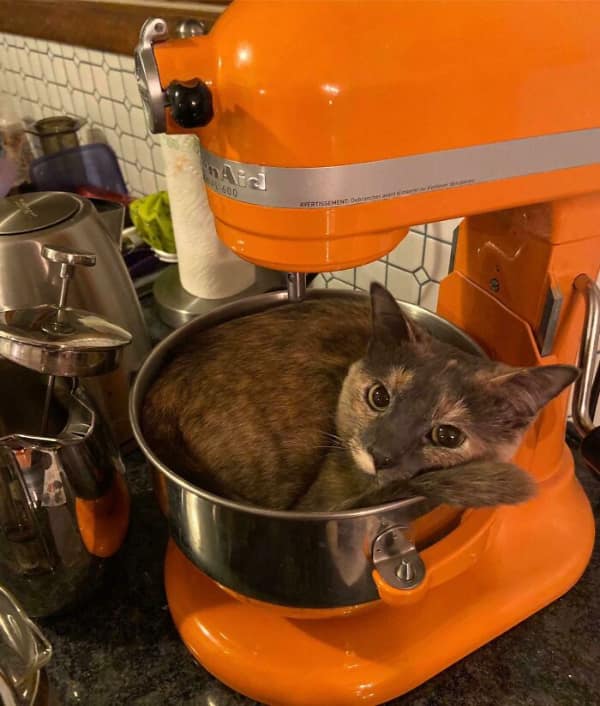 A calico cat becomes the main ingredient in peak if I fits I sits fashion, curling up perfectly inside the stainless steel bowl of a bright orange KitchenAid stand mixer.