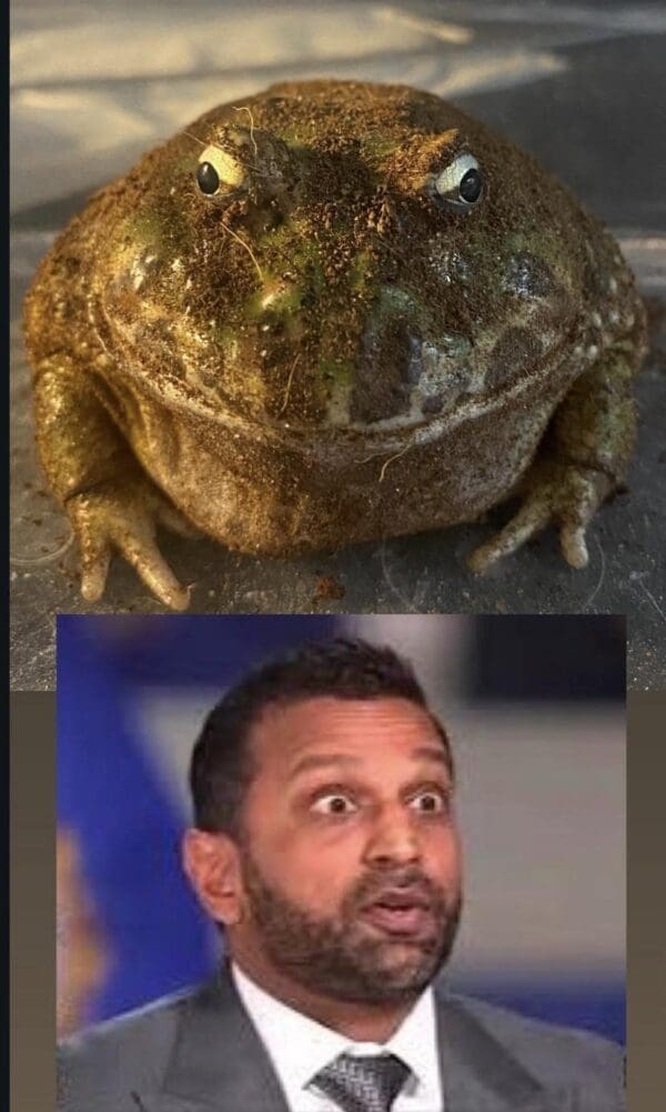A comparison Kash Patel meme featuring a side-by-side of a desert rain frog covered in sand and a blurry shot of Patel. Both figures share the same unblinking, wide-eyed, slightly grumpy expression.