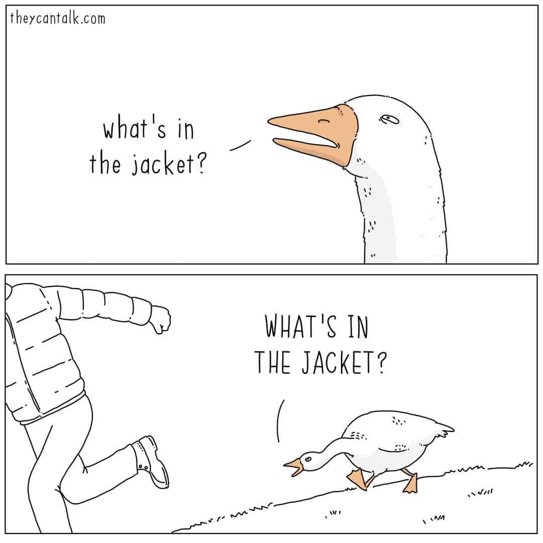A two-panel they can talk comic showcasing the aggressive curiosity of a goose. It stares at a human's puffy coat, asking "what's in the jacket?" before chasing the person down the street while screaming the question.