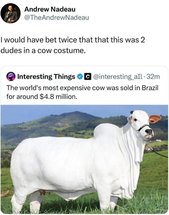 A funny meme dump tweet from Andrew Nadeau reacting to a news story about the world's most expensive cow sold in Brazil for $4.8 million. The cow is a massive, pristine white Nelore, but Nadeau jokes that he would have bet twice it was actually just two dudes in a high-budget cow costume.