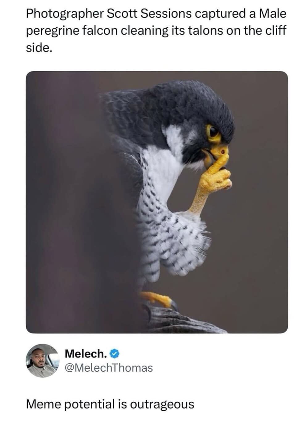 A sharp nature photograph of a male peregrine falcon perched on a branch. The bird has one yellow talon raised to its beak in a gesture that looks like it is deep in thought or telling someone to be quiet. User Melech (@MelechThomas) notes that the "Meme potential is outrageous."