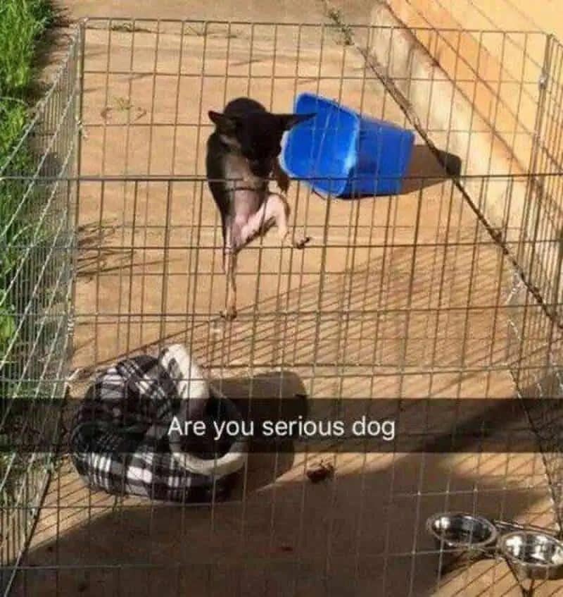 funny meme in a Snapchat format showing a small, hairless black dog inside a metal wire pen. The dog is clinging to the bars with its front and back legs like a human prisoner looking for an escape, captioned: "Are you serious dog."
