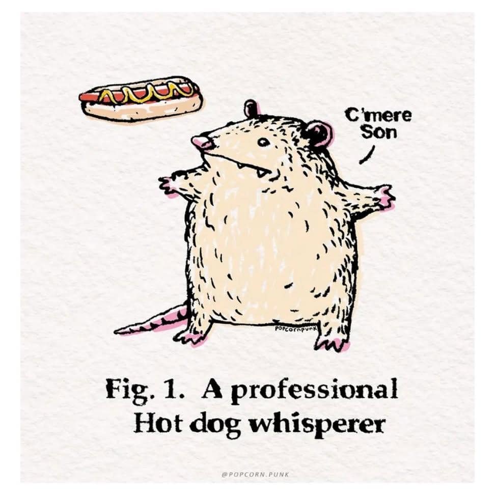 A whimsical hilarious meme illustration of a round, chunky opossum reaching out toward a floating hot dog. The drawing is labeled as a professional Hot dog whisperer, with the animal gently telling the snack to "C'mere Son."
