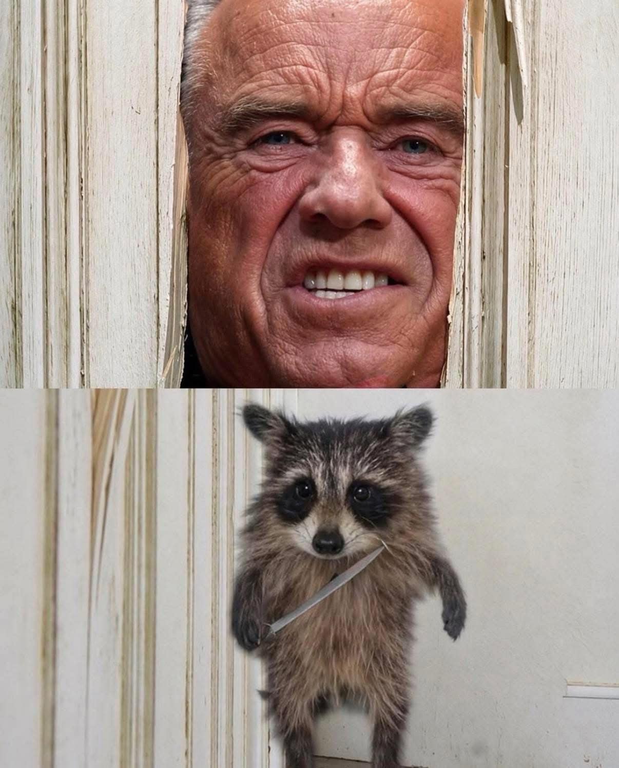 A split-screen hilarious meme featuring Jack Nicholson’s crazed face from The Shining peering through a broken door at the top, perfectly mirrored by a tiny, wide-eyed raccoon wielding a pocketknife peeking around a white wall at the bottom.