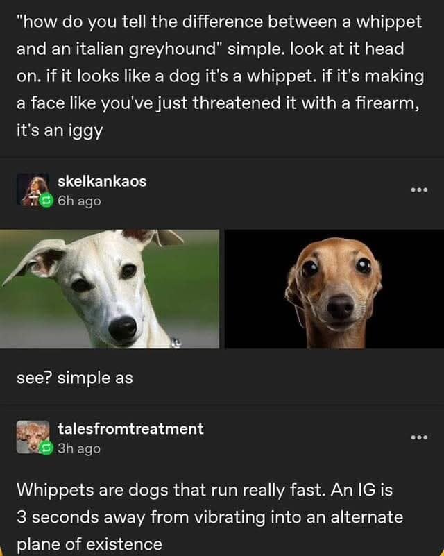 A meme dump comparison guide explaining the difference between a Whippet and an Italian Greyhound (Iggy). While the Whippet looks like a normal dog, the Iggy looks wide-eyed and traumatized, with the text noting it is "3 seconds away from vibrating into an alternate plane of existence."