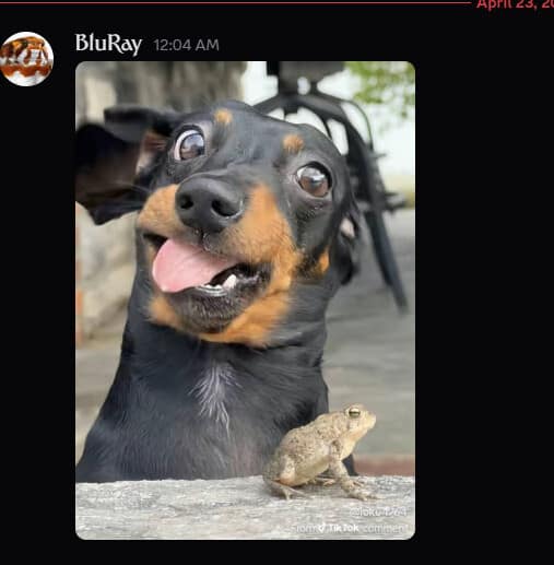 A chaotic funny meme featuring a black-and-tan dachshund with its eyes bulging and tongue out in a "mlem" expression. It is staring in absolute shock at a small, stoic toad sitting on a stone ledge right in front of it.