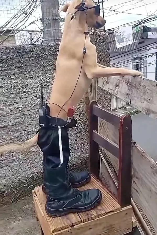 A surreal funny meme of a tan dog standing upright on its hind legs. The dog is "geared up" in black tactical pants, heavy combat boots, a headset, and a walkie-talkie strapped to its belt, looking like a professional security guard.