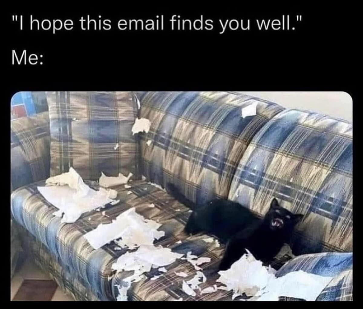 A relatable meme dump entry showing a feral black cat lying on a plaid couch it has completely shredded into white fluff. The text overlay contrasts the polite opening "I hope this email finds you well" with the reality of the user’s unhinged mental state.