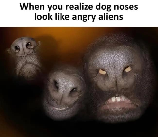 A surreal image titled "When you realize dog noses look like angry aliens." It features three extreme close-ups of wet dog noses, where the nostrils and textures create the illusion of frowning, toothy extraterrestrial beings.