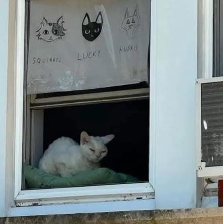 moody funny meme of a white cat sitting in a window. Above it, on the window shade, are hand-drawn portraits and names for the household cats: "SQUIRREL", "LUCKY", and "HUBRIS". The cat in the window has a particularly judgmental expression that suggests it is, in fact, Hubris.