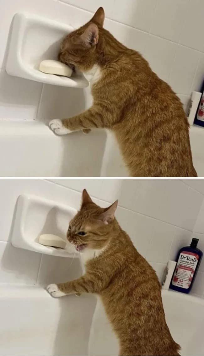 A two-panel meme dump classic featuring an orange tabby cat in a bathroom. The first panel shows the cat curiously licking a white bar of soap; the second captures the immediate aftermath, with the cat making a face of pure, open-mouthed betrayal and disgust.