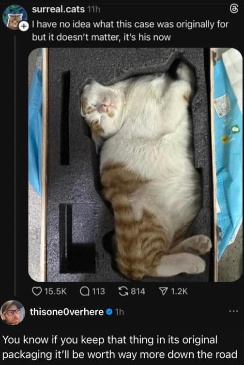 A heartwarming and funny post showing an orange and white tabby cat perfectly nestled into a custom-cut foam insert inside a wooden equipment case. A witty comment below the photo suggests that if the owner keeps the cat in its "original packaging," it will be worth much more in the future.