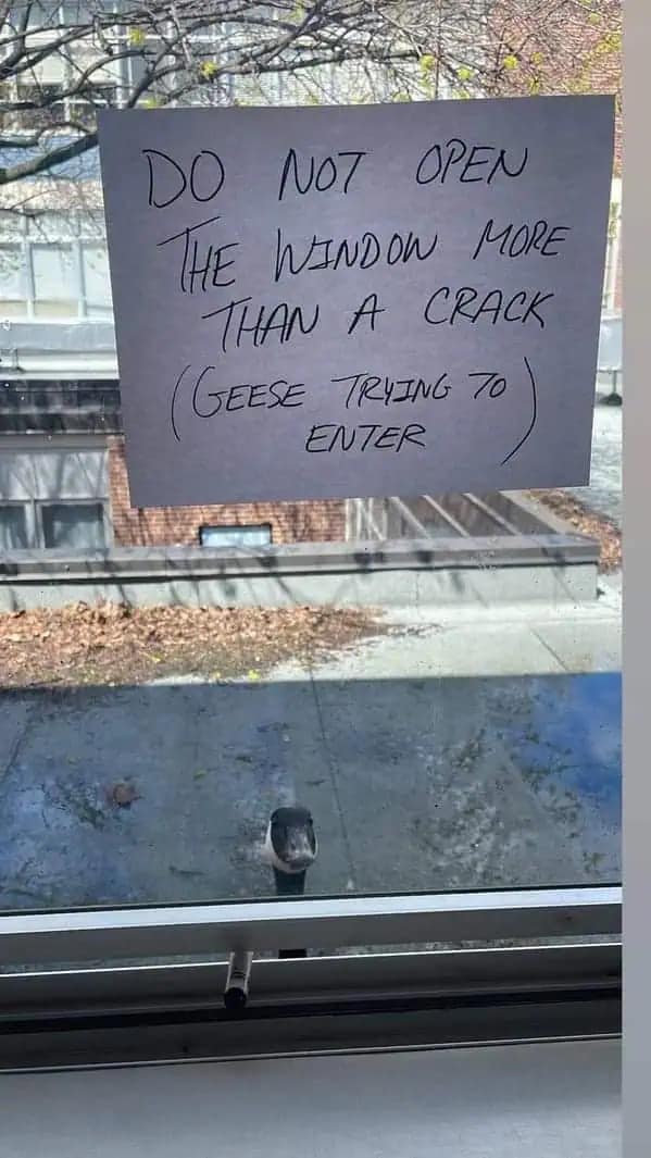 A high-stakes funny meme showing a handwritten sign taped to a glass window that warns: "DO NOT OPEN THE WINDOW MORE THAN A CRACK (GEESE TRYING TO ENTER)." Peering directly through the glass from the roof outside is a very determined-looking Canada goose.
