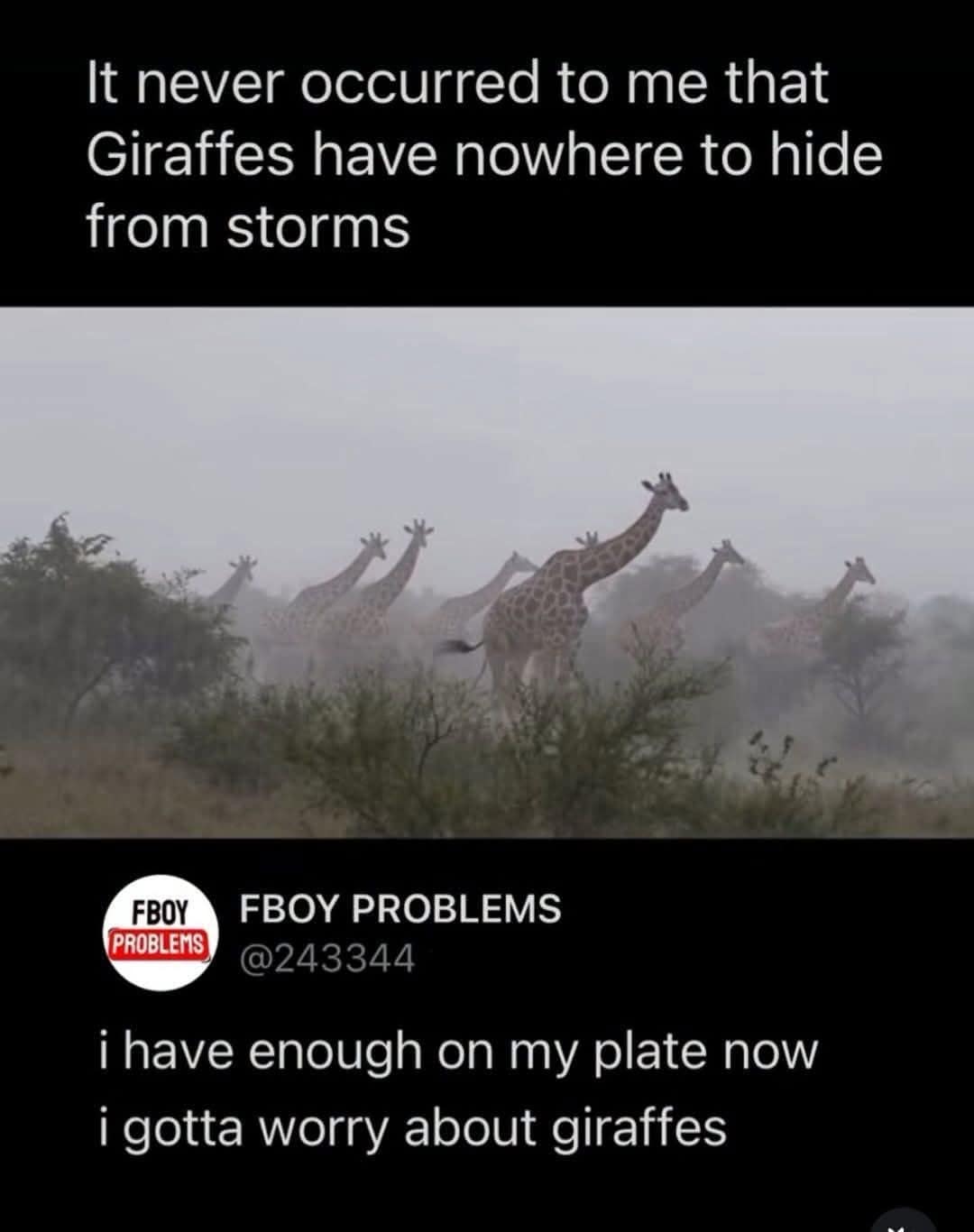 humorous meme dump featuring giraffes standing in a foggy storm. The caption notes the sudden realization that giraffes have nowhere to hide from bad weather, while a reply from "FBOY PROBLEMS" laments having yet another thing to worry about.