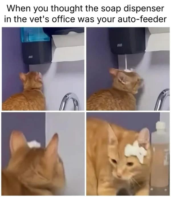 A four-panel story from a meme dump showing an orange cat at the vet. The cat mistakes a motion-sensor soap dispenser for a feeder, resulting in a giant dollop of soap foam landing directly on its forehead.