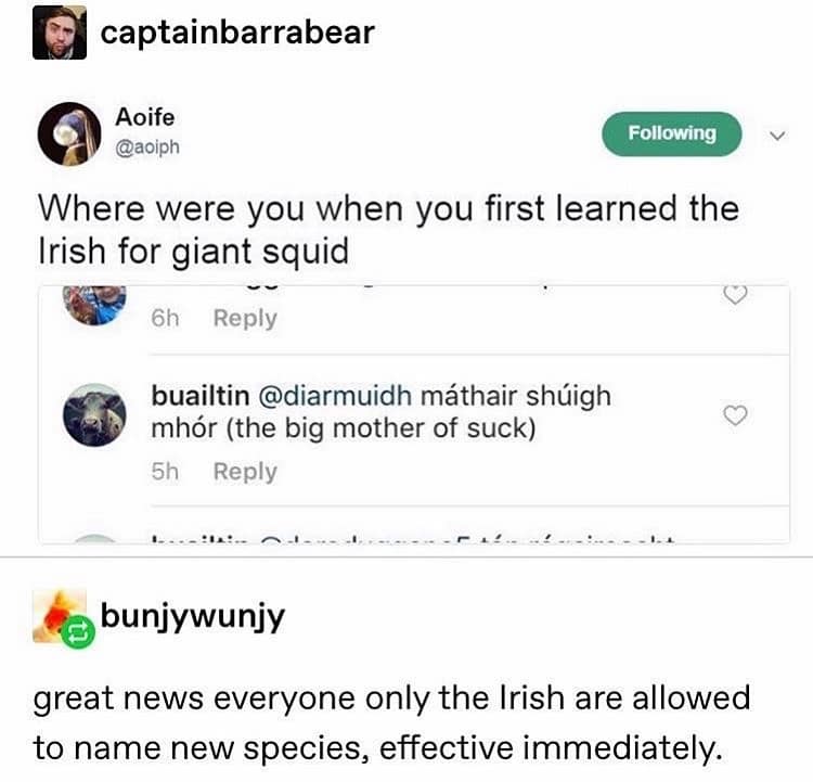 An educational yet hilarious meme dump entry about the Irish language. A Tumblr thread reveals that the Irish term for giant squid is "máthair shúigh mhór," which translates literally to "the big mother of suck."