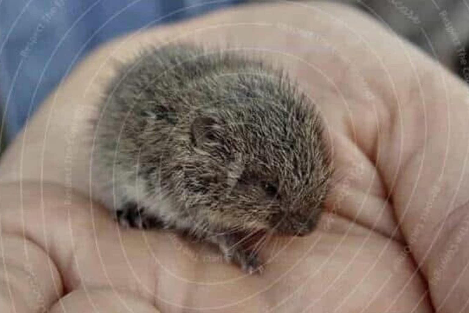 A meme dump that includes three kittens in construction hard hats holding gas station roller dogs, a tiny lemming appearing to use "psychic powers" due to a circular watermark, and a massive flight path map of gulls commuting daily to a potato chip factory.