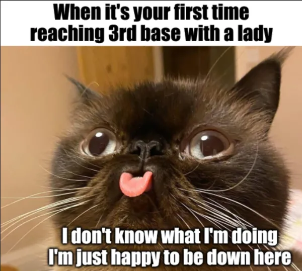 A cheeky meme dump featuring a fluffy brown cat with its tongue sticking out in a derpy expression, captioned with a joke about being "happy to be down here" during a first romantic encounter.