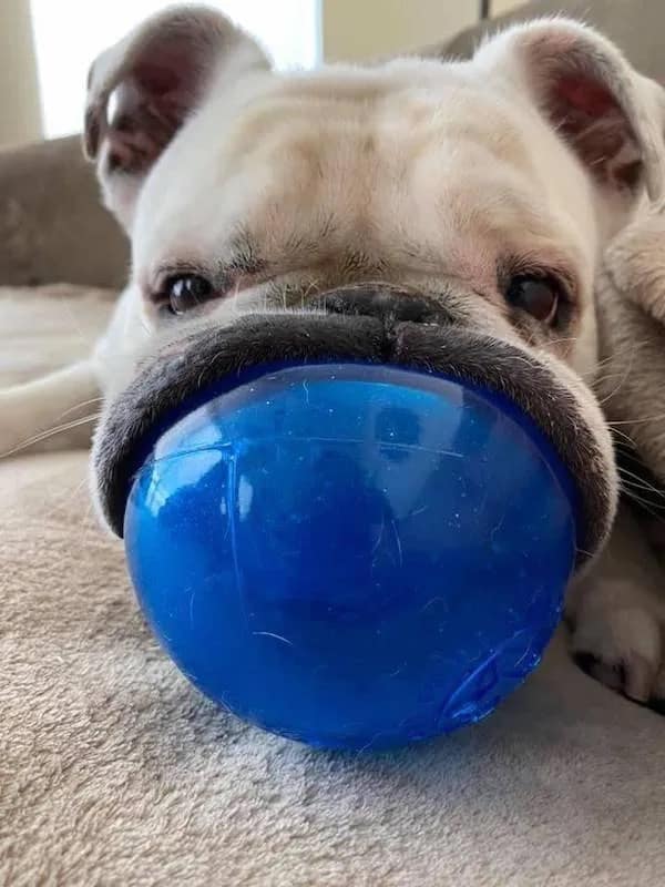A pure "no thoughts, head empty" hilarious meme showing a close-up of a white English Bulldog. The dog has its entire mouth stretched wide over a large, translucent blue ball, with its eyes peering over the top in a state of hyper-focused bliss.