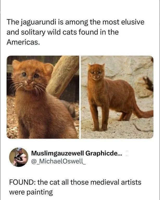 A post featuring two photos of a Jaguarundi, a wild cat with a distinct, slightly awkward human-like face. The caption in this funny meme claims it is the actual cat that medieval artists were attempting to depict in their famously weird paintings, making it a favorite for a history-themed meme dump.
