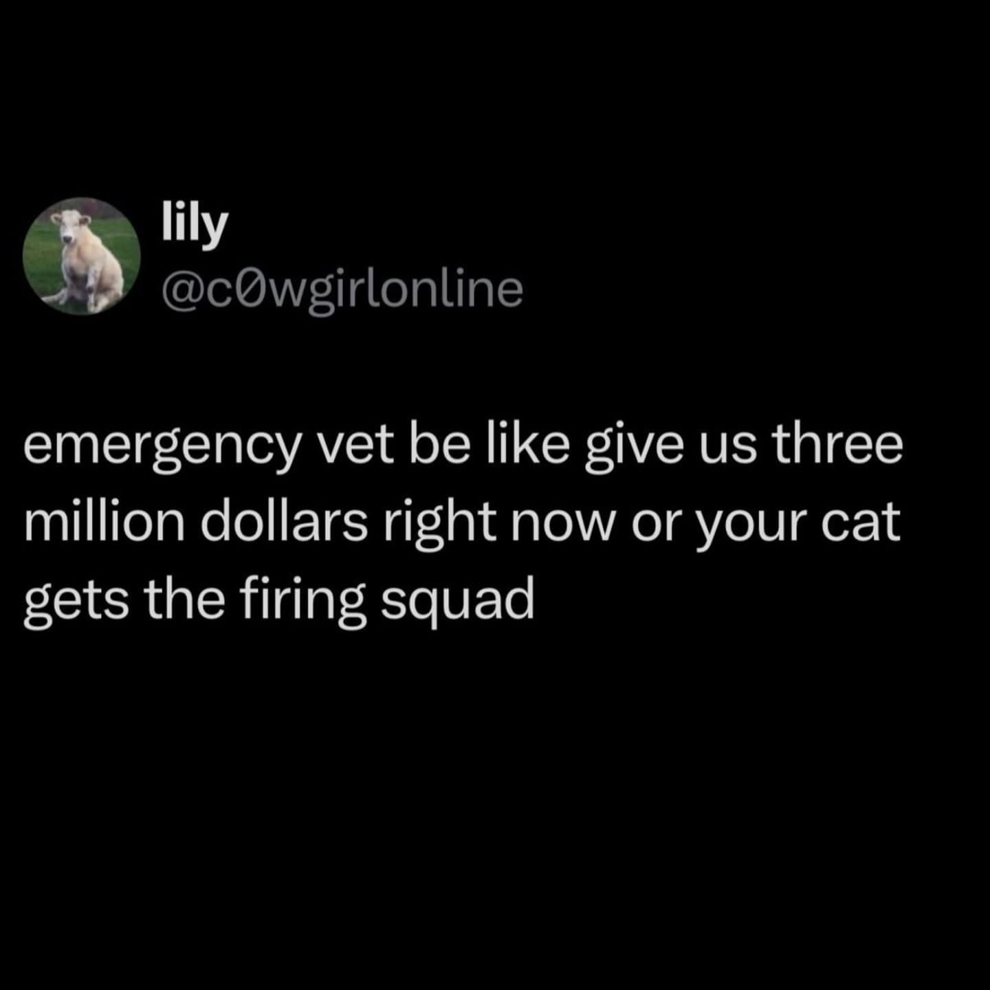 funny meme on a black background from user lily. It targets the astronomical costs of pet healthcare with the line: "emergency vet be like give us three million dollars right now or your cat gets the firing squad."