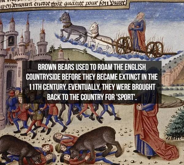 Medieval battle illustration with fact about brown bears going extinct in England by 11th century