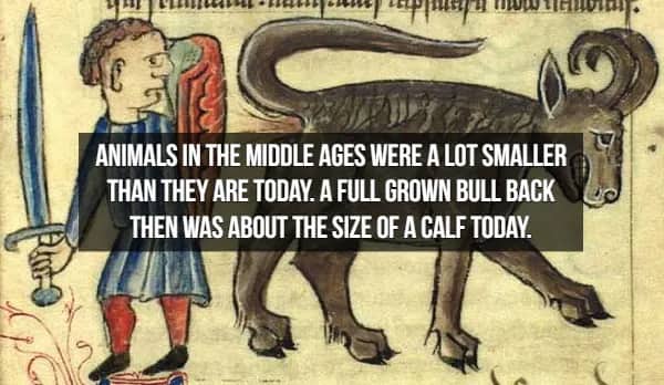 Medieval manuscript illustration showing fact that Middle Ages bulls were calf-sized by modern standards