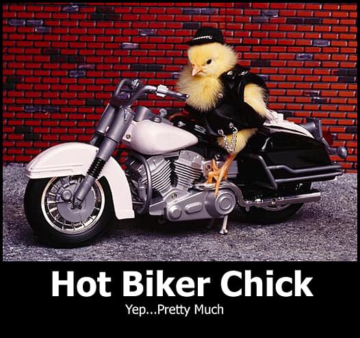 A literalist motorcycle meme featuring a fuzzy yellow baby chicken wearing a tiny black leather biker jacket and a cap, perched on a miniature chrome motorcycle. The text reads: "Hot Biker Chick Yep... Pretty Much".