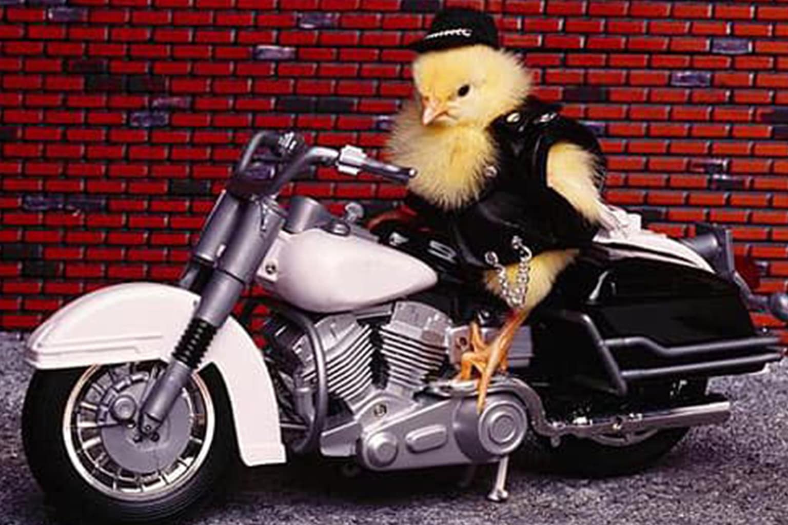 Motorcycle memes compilation: A collage featuring a grizzly bear riding a shark with a machine gun to describe the riding experience, a sportbike modified to look like a Stormtrooper, and a rider speeding down the freeway while pulling a rolling suitcase.