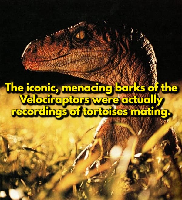 A random movie fact showing a close-up of a menacing Velociraptor from Jurassic Park. The text reveals that the "menacing barks" of the dinosaurs were actually recordings of tortoises mating.