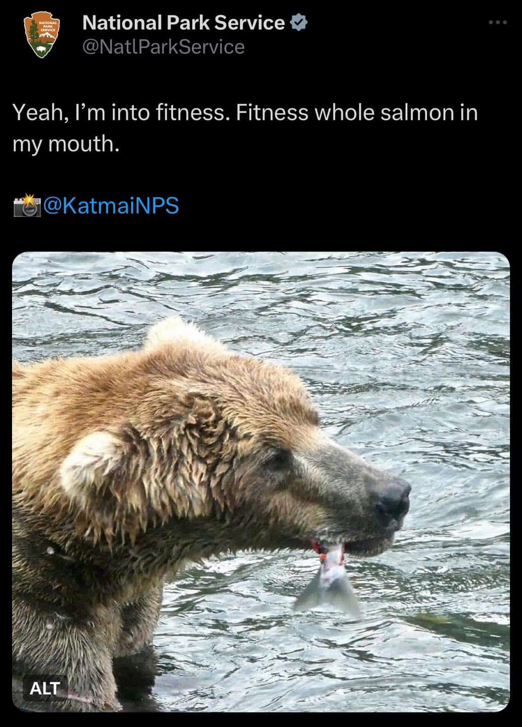 National Park Service tweet parodying Vanilla Ice lyrics with brown bear holding whole salmon in mouth