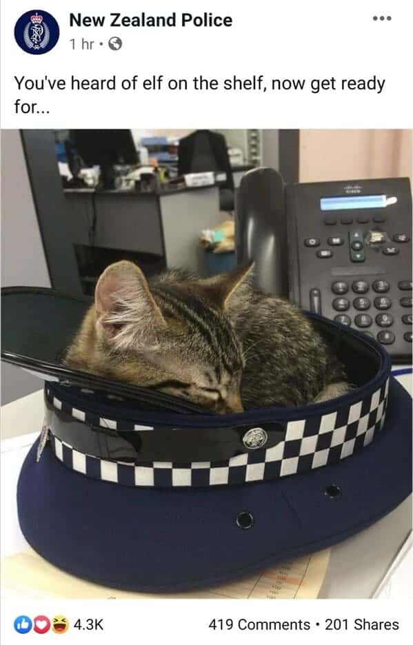 NZ Police Facebook post featuring a kitten curled up inside a police hat as cop on shelf.