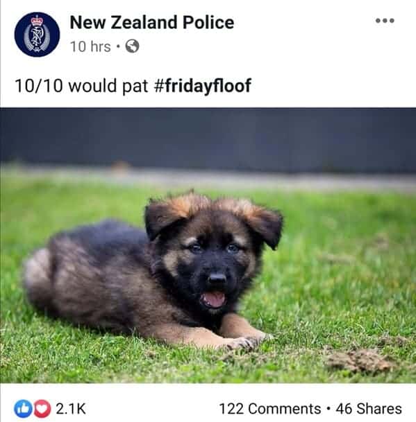 NZ Police Facebook post rating an adorable fluffy German Shepherd puppy as a 10/10 Friday floof.